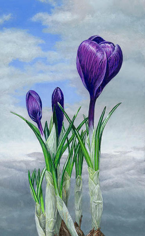 Lucht crocus