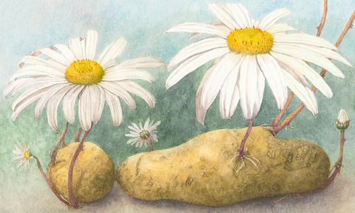 Margriet aardappel