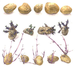 Aardappel Milva