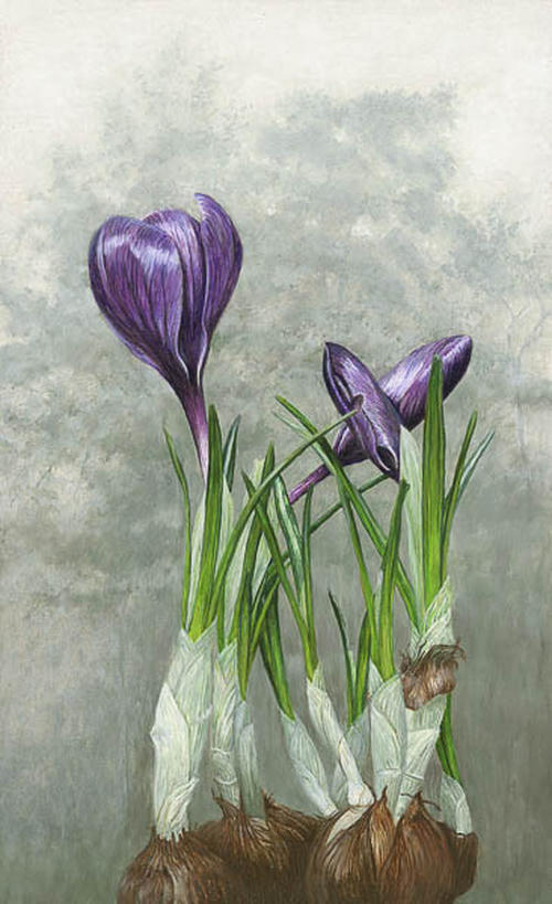 Mist crocus