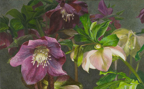 Nachtelijke Helleborus Hybriden