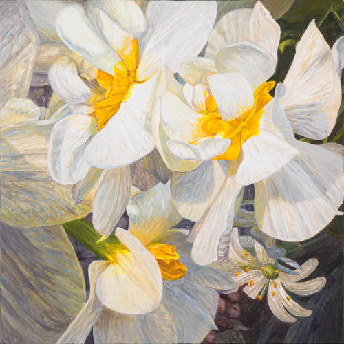 Narcissus