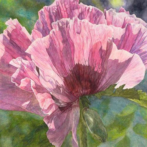 Papaver Oriëntale Manhattan