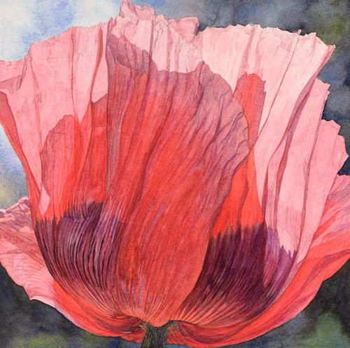 Papaver orïentale Pizzicato