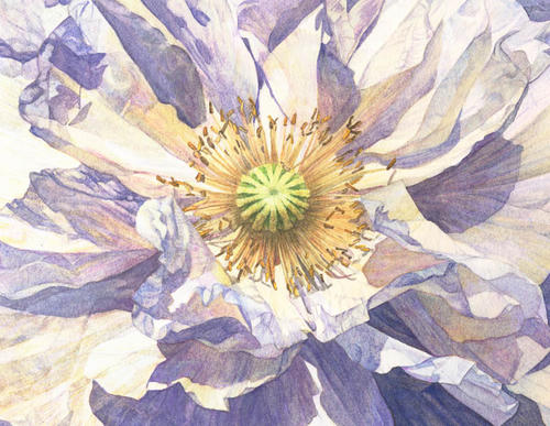 Papaver Rhoeas, wit