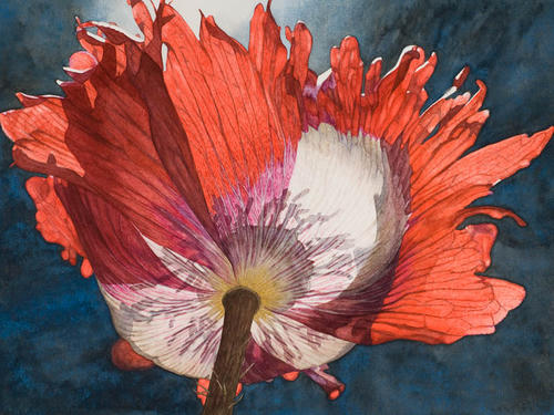 Papaver somniferum Deense Vlag