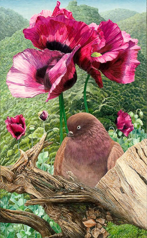 Papaver duifje