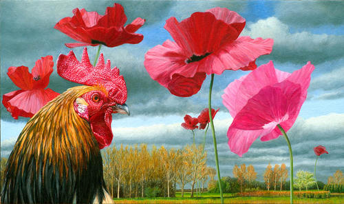 Papaver haan