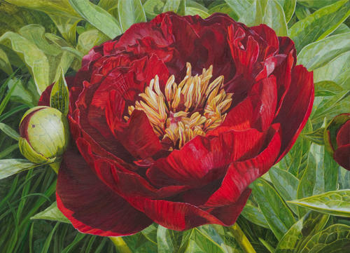 Pioenroos (rood)