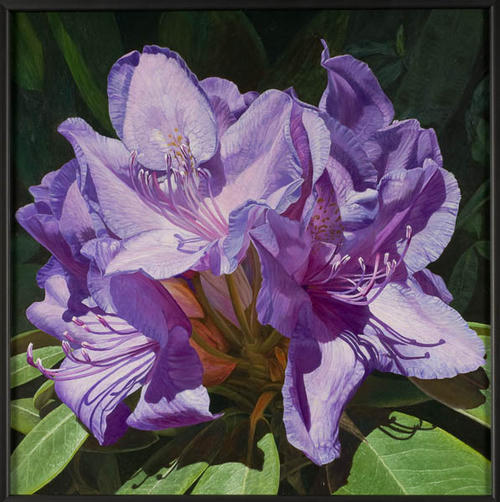 Rhododendron