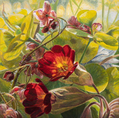 Rode Primula