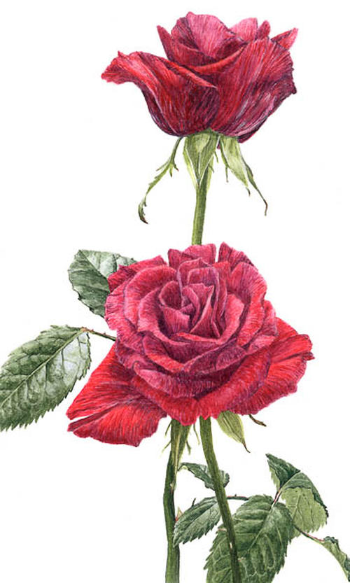 Roos Rood