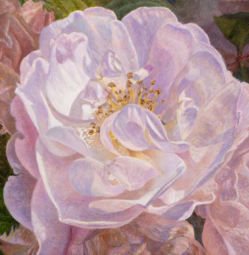 Roze roos van Jan
