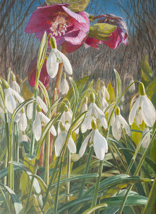 Sneeuwklokjes en Helleborus