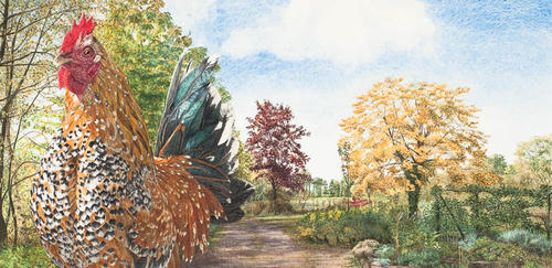 Tuin haan