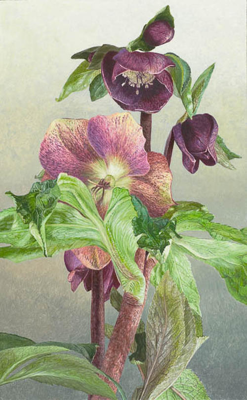 Voorjaars Helleborus Hybride