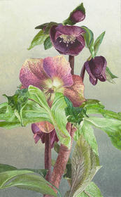Voorjaars Helleborus Hybride