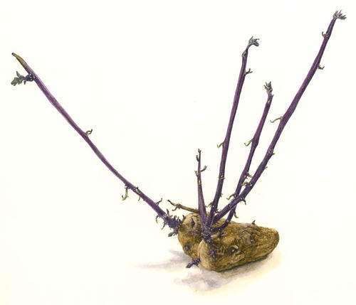 Aardappel Nicola hartje