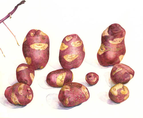 Aardappel Smile