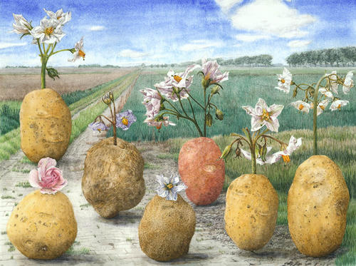 Aardappelrassen van Boerhave