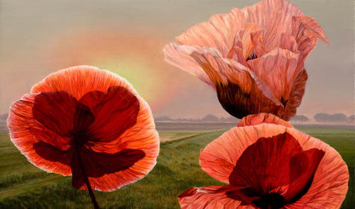 3 papavers in de ochtend