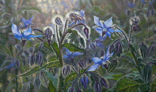 Komkommerkruid (Borago Officinalis)