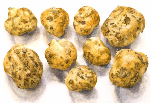 Aardappel Opperdoezer Ronde, geen licht gezien