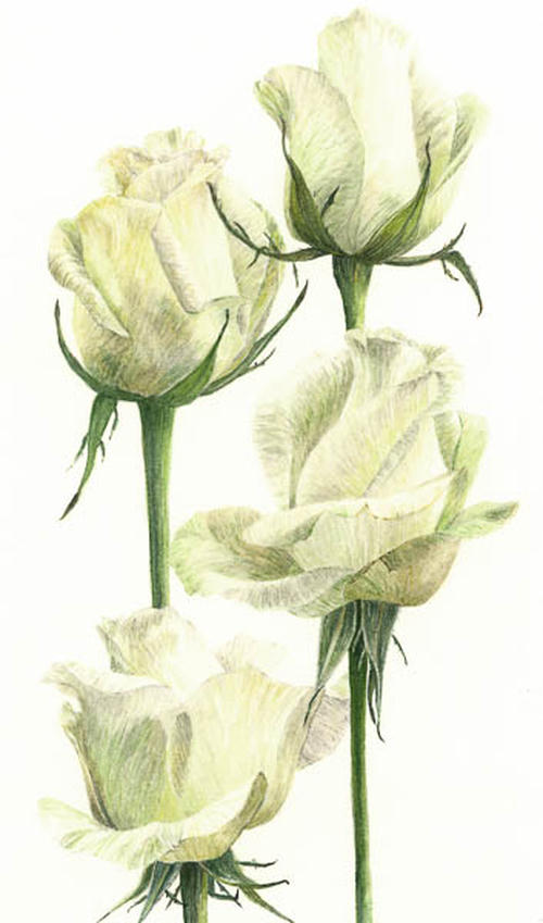 Roos Akito