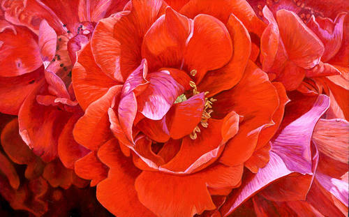 Roos: Orange Fire