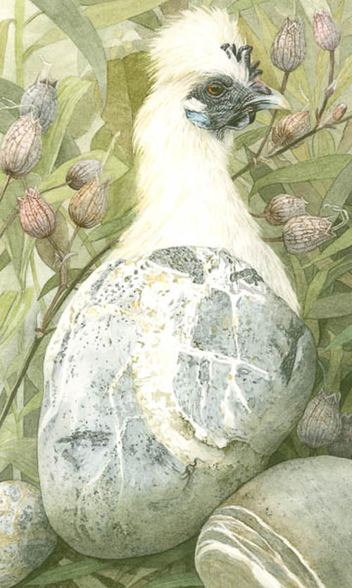 Steenpluis