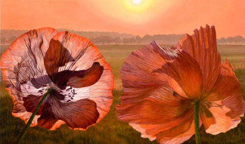 2 papavers in de ochtend