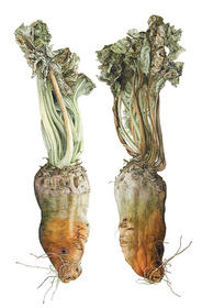2 Voederbieten
